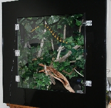 Mangrove1